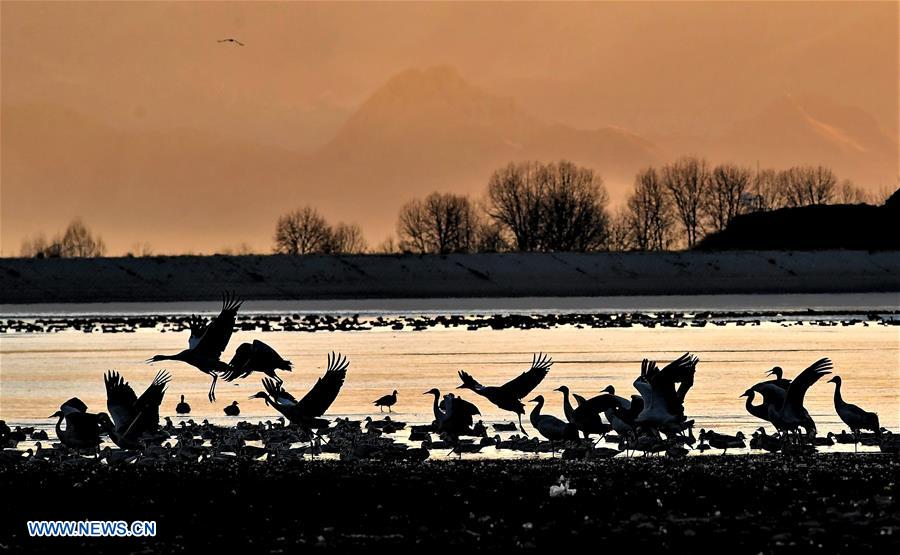 CHINA-TIBET-BLACK-NECKED CRANE-WINTER HABITAT (CN)