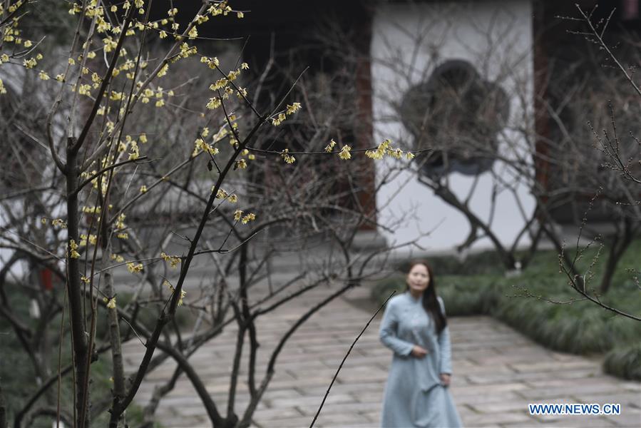 CHINA-HANGZHOU-PLUM BLOSSOMS (CN)