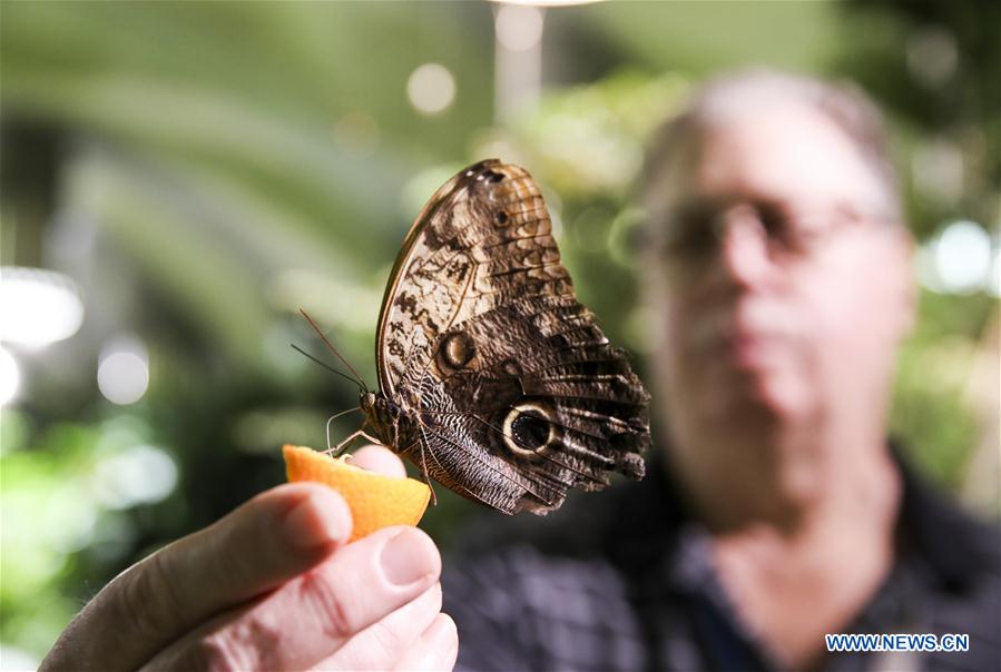 U.S.-NEW YORK-EXHIBITION-THE BUTTERFLY CONSERVATORY