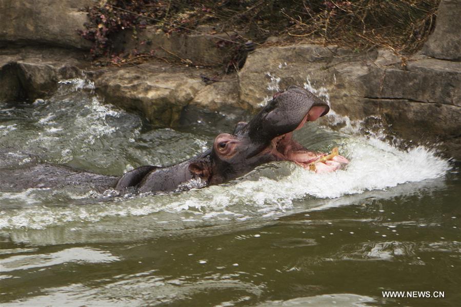 CHINA-WINTER-ANIMAL(CN)