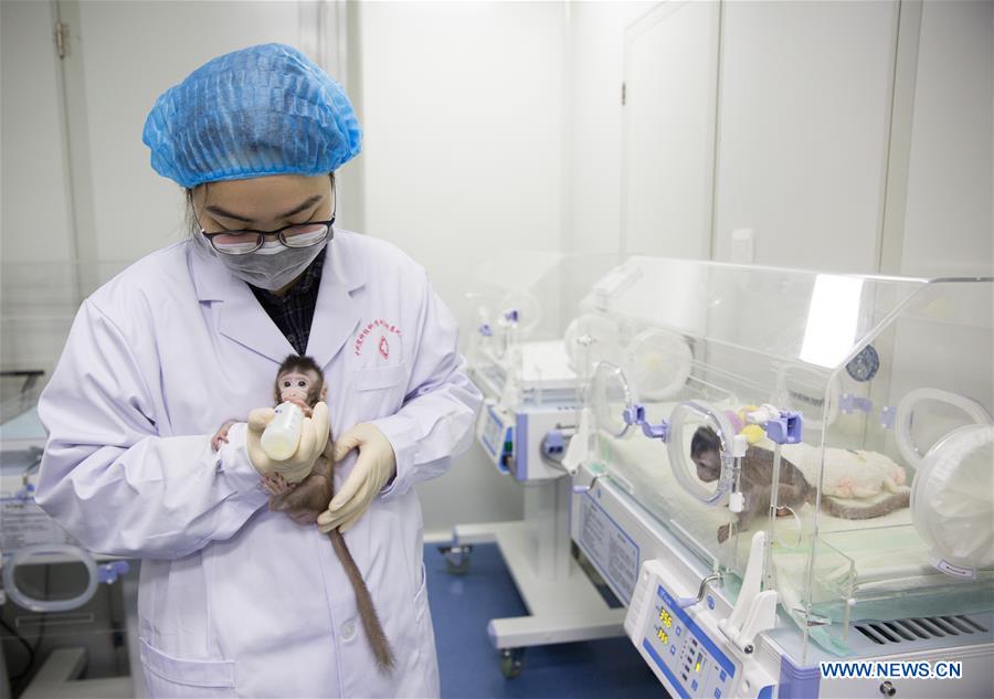 CHINA-BEIJING-CLONED MACAQUES-SUCCESS (CN)