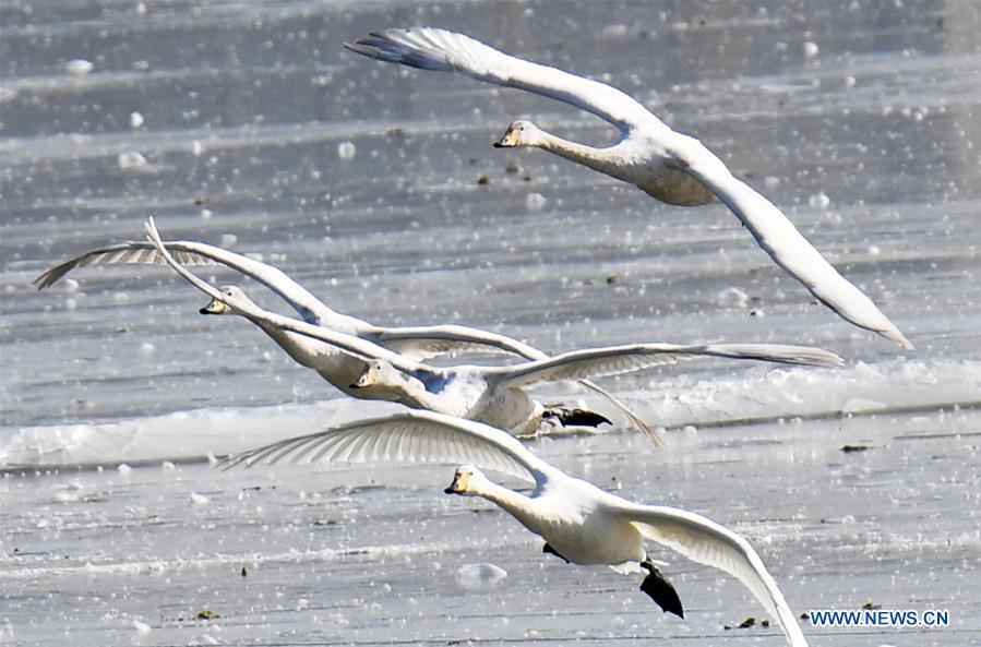 CHINA-HENAN-SANMENXIA-SWAN (CN)