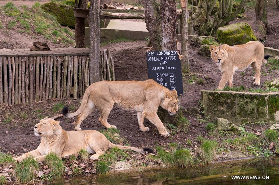 BRITAIN-LONDON-ZOO-ANNUAL STOCKTAKE