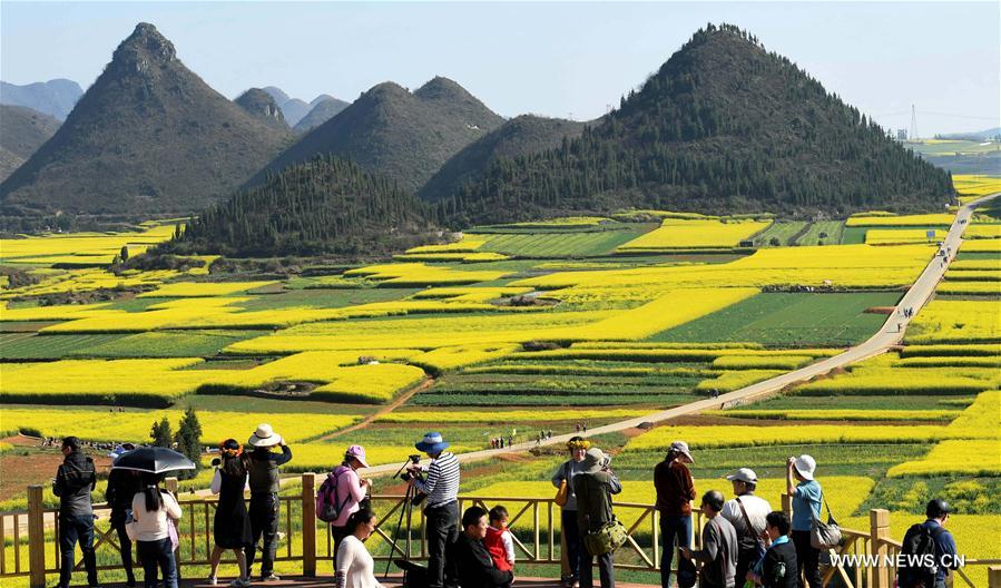 CHINA-YUNNAN-LUOPING-RAPE FLOWER(CN)