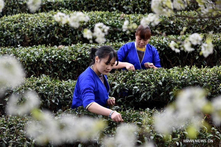 #CHINA-SPRING-TEA(CN)