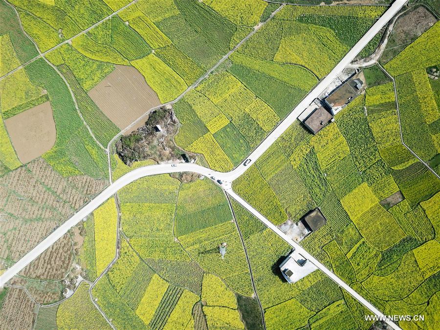 CHINA-GUIZHOU-RAPE FLOWER(CN)