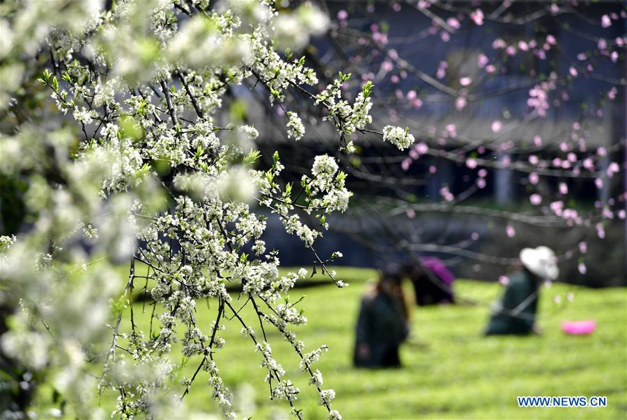 #CHINA-SPRING-TEA HARVEST (CN)