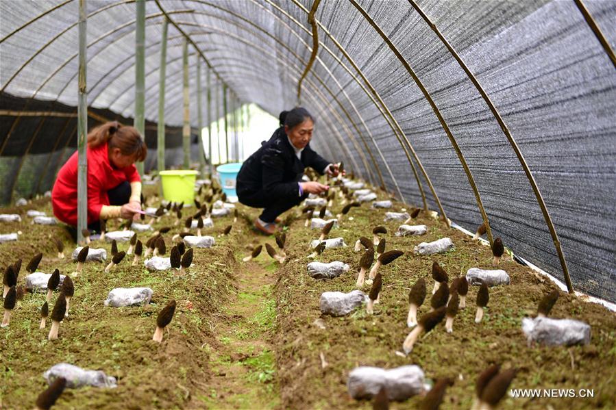 #CHINA-HUBEI-MOREL MUSHROOM-HARVEST (CN)