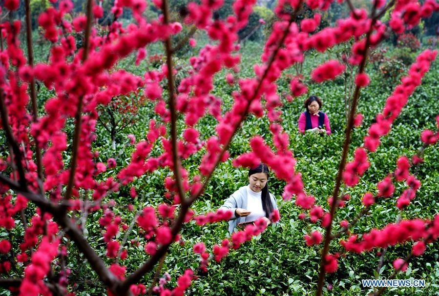 CHINA-SHAANXI-TEA HARVEST (CN)