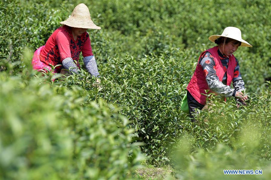 CHINA-JIANGXI-TEA GARDEN (CN)