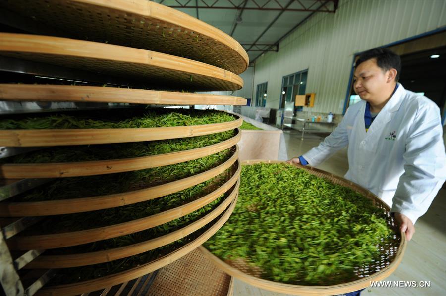 CHINA-GUIYANG-TEA PICKING (CN)