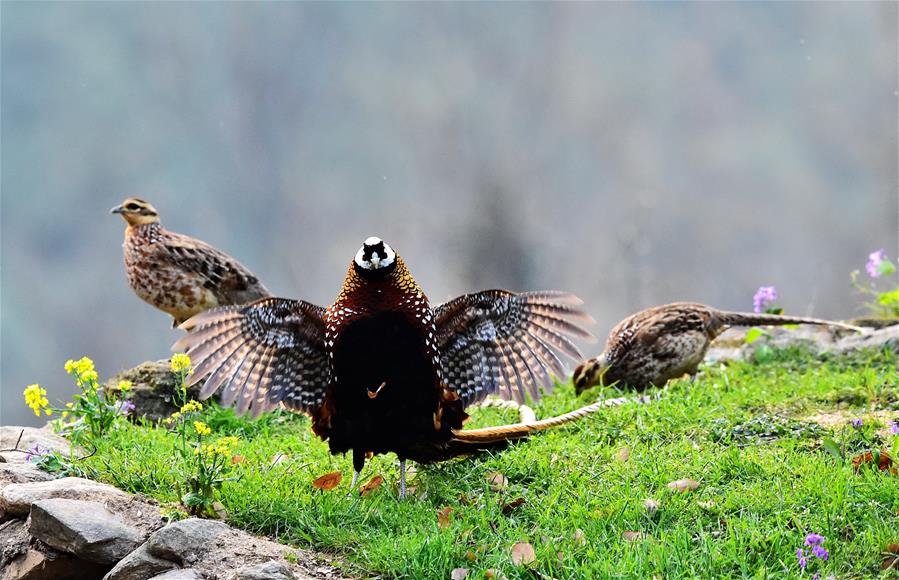 CHINA-SPRING-BIRDS (CN)