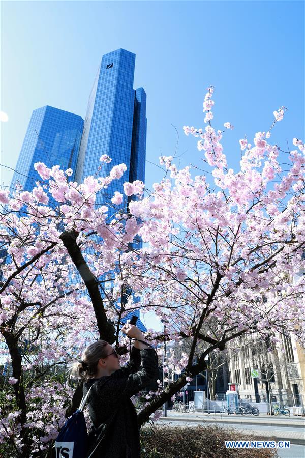 GERMANY-FRANKFURT-SPRING-BLOSSOM