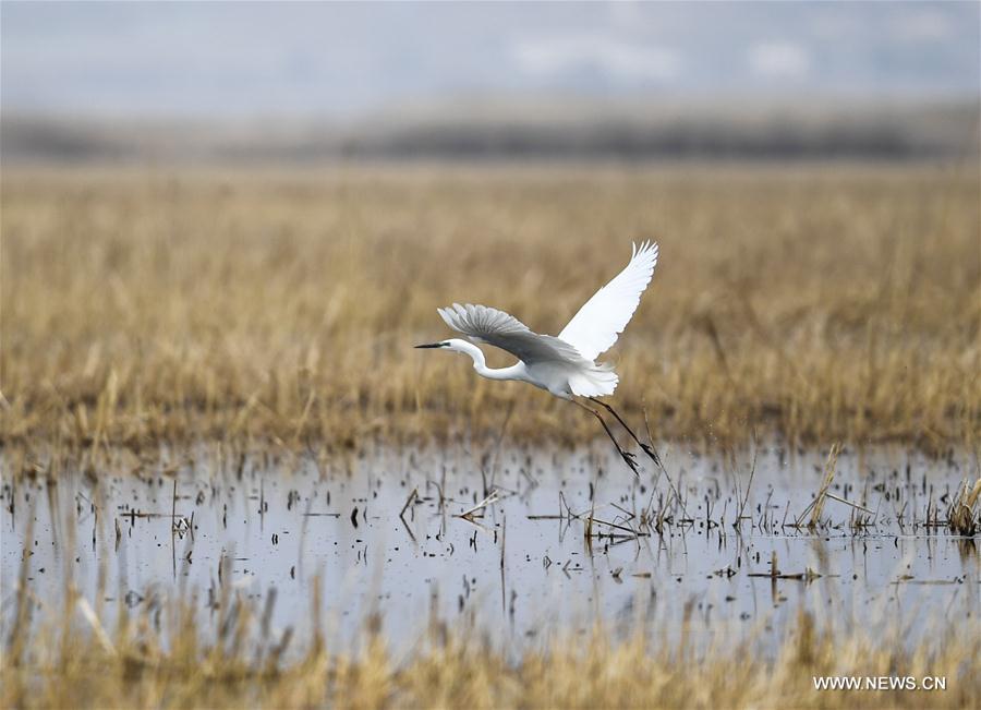 CHINA-INNER MONGOLIA-HOHHOT-MIGRATORY BIRDS(CN)