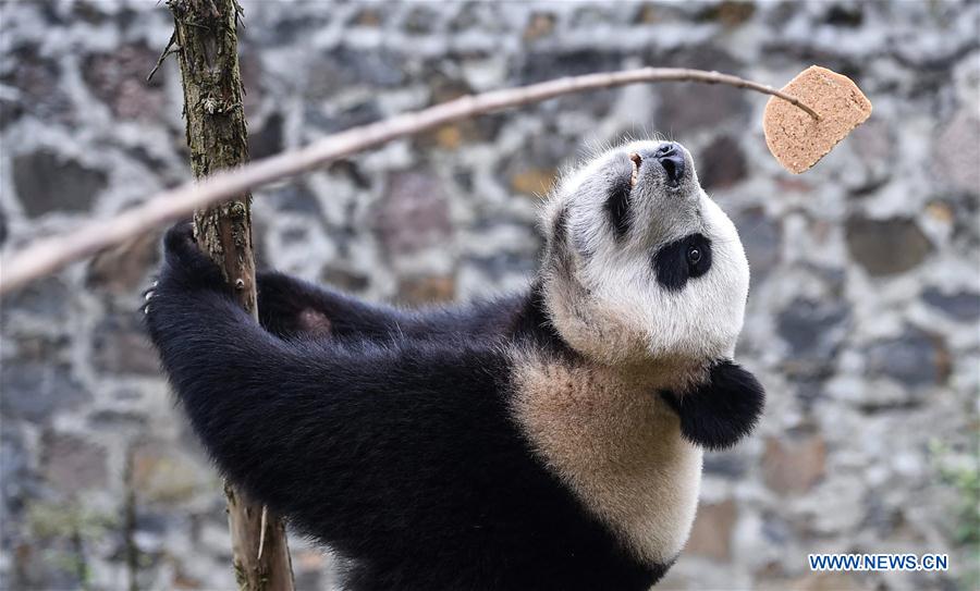 CHINA-SICHUAN-PANDA CENTER-CONSERVATION-RESTORATION (CN)