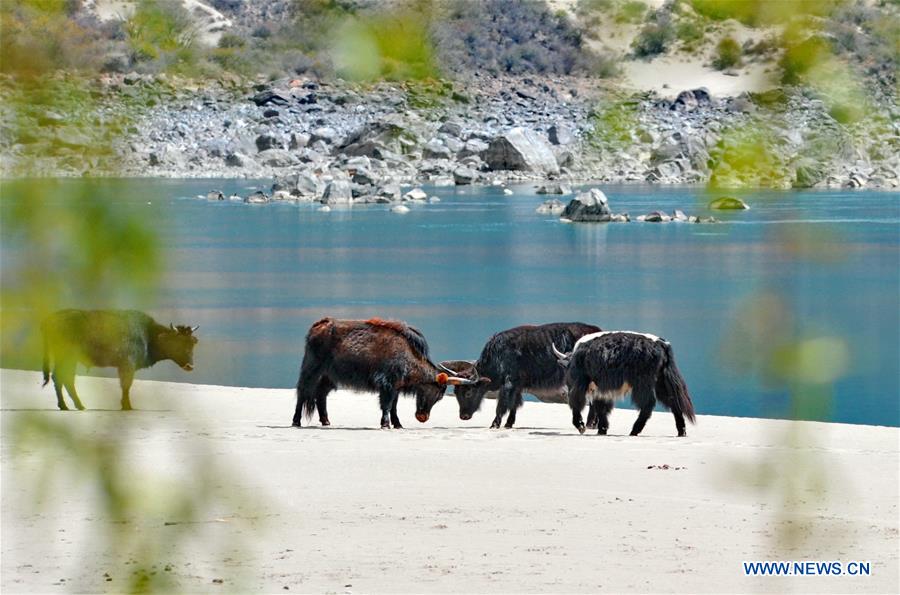 CHINA-TIBET-WETLAND-SCENERY (CN)