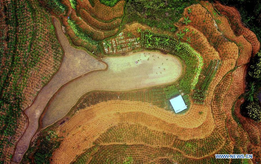 CHINA-GUANGXI-LONGLIN-TERRACE SCENERY (CN)