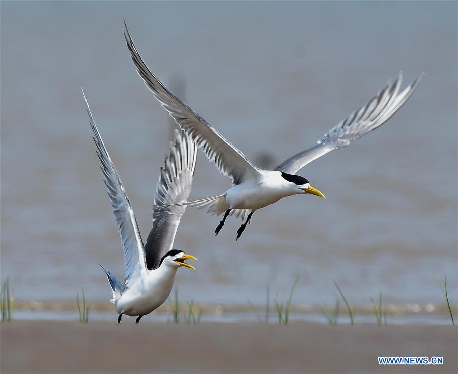 CHINA-FUJIAN-GREAT CRESTED TERN (CN)