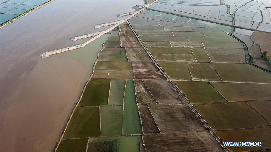 CHINA-YINCHUAN-PADDY FIELD (CN)