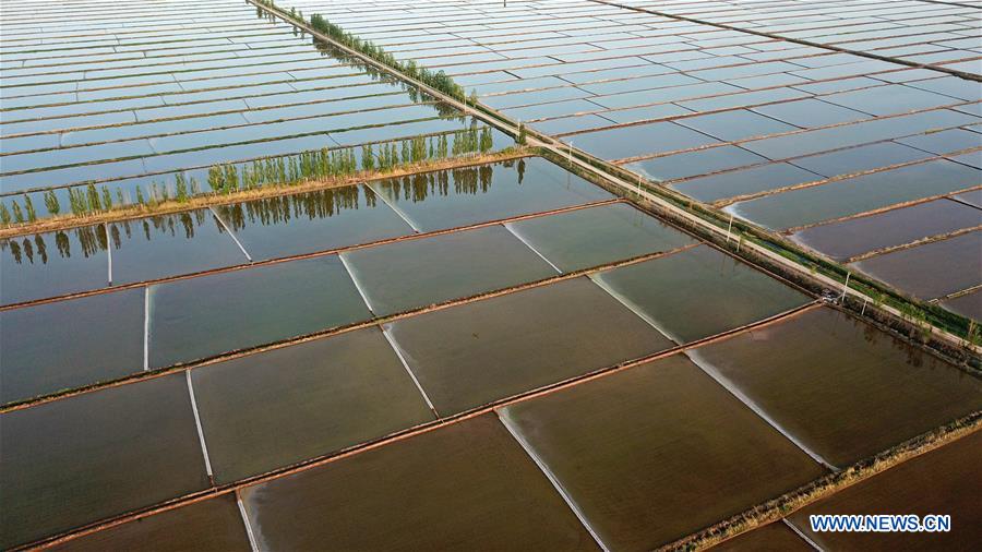 CHINA-YINCHUAN-PADDY FIELD (CN)