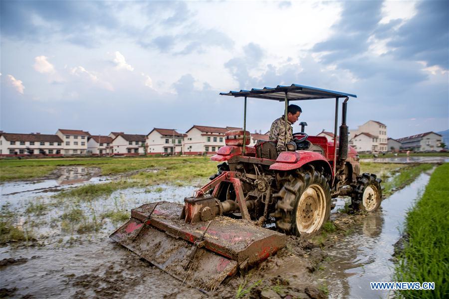 #CHINA-SHAANXI-MIANXIAN COUNTY-PADDY RICE PLANTING (CN*)