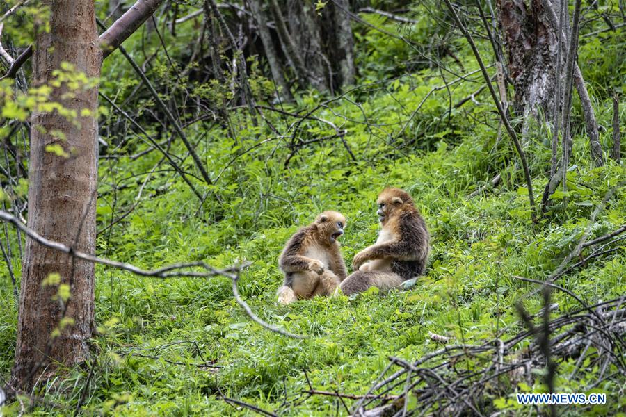 CHINA-HUBEI-SHENNONGJIA-GOLDEN MONKEY (CN)