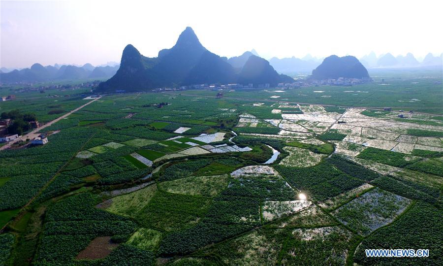 CHINA-GUANGXI-LIUZHOU-LOTUS POND (CN)