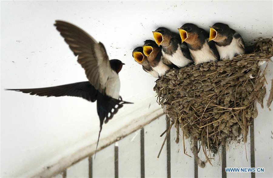 #CHINA-GUIYANG-SWALLOWS (CN)