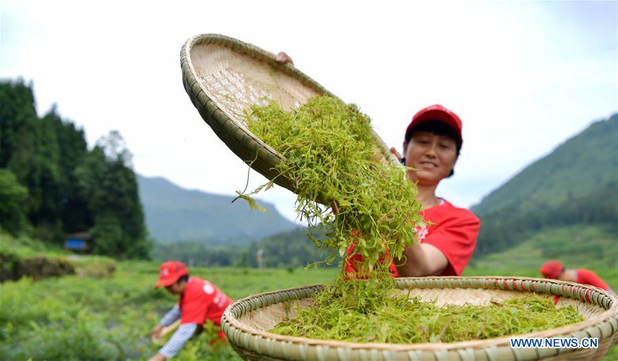 #CHINA-HUBEI-VINE TEA (CN)