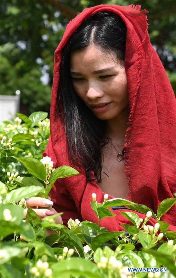 CHINA-GUANGXI-JASMINE FLOWERS (CN)