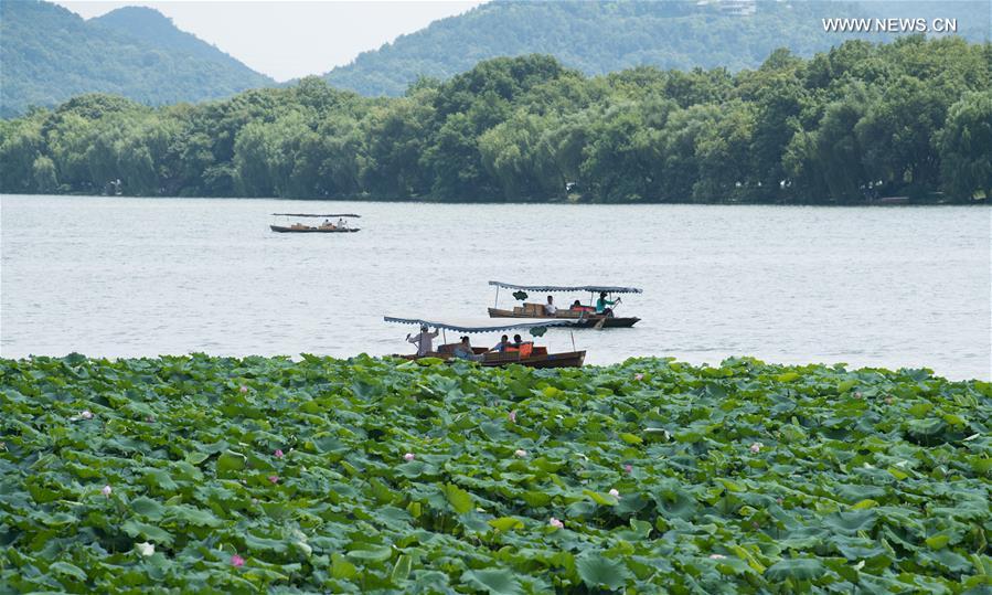 CHINA-ZHEJIANG-WEST LAKE-LOTUS FLOWERS (CN)