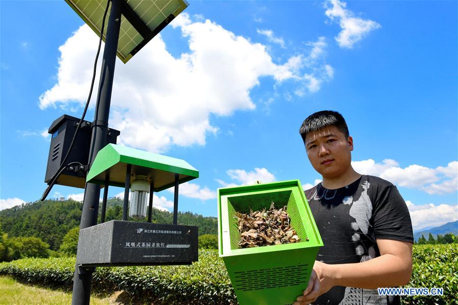 CHINA-FUJIAN-TEA GARDEN-PEST CONTROL(CN)