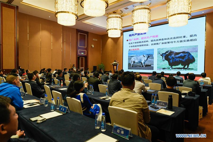 CHINA-LHASA-YAK INDUSTRY-FORUM-OPEN (CN)