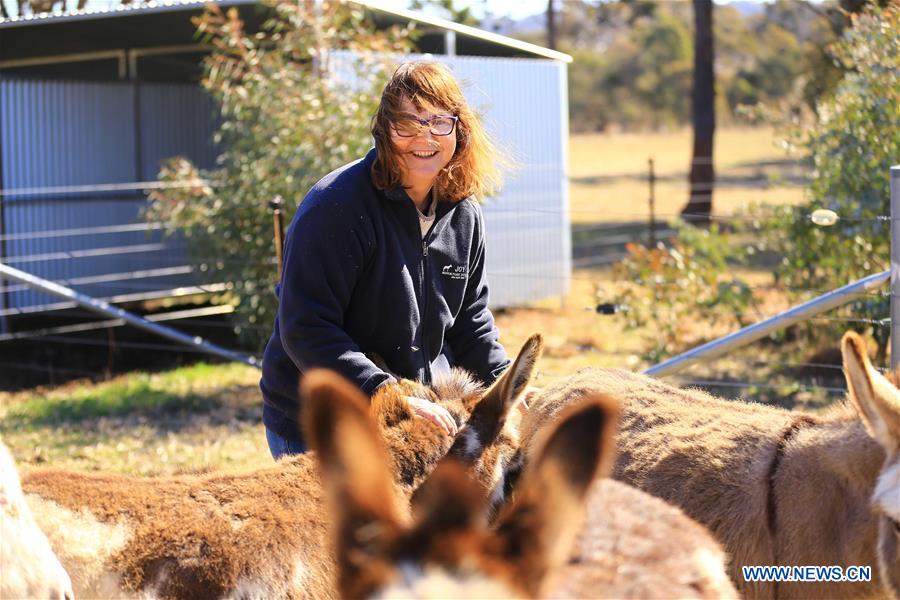 AUSTRALIA-CANBERRA-FARM-DONKEY