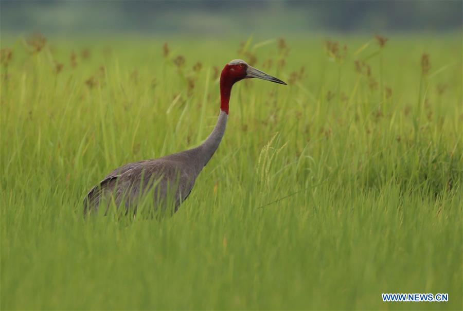 MYANMAR-MAUBIN-SARUS CRANE