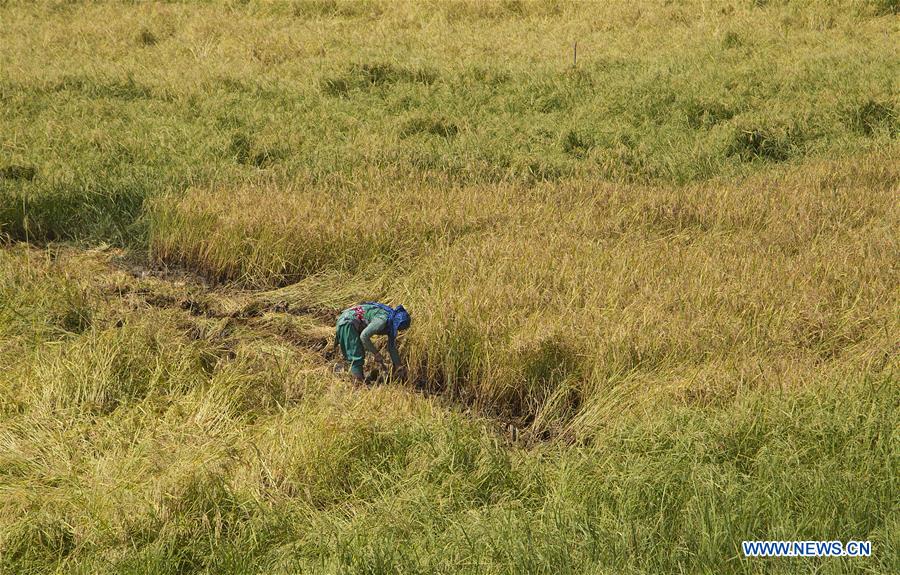 KASHMIR-SRINAGAR-PADDY HARVEST