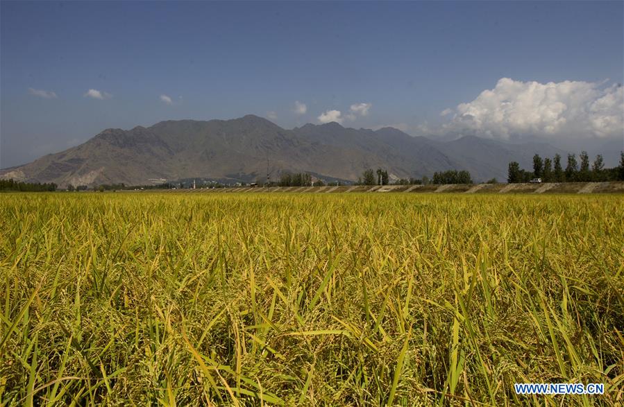 KASHMIR-SRINAGAR-PADDY HARVEST