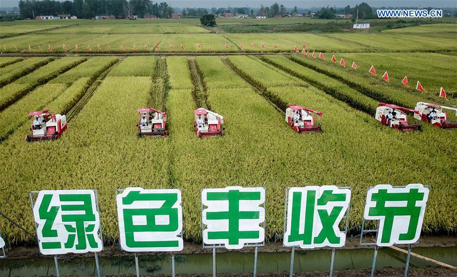 CHINA-JIANGSU-XUYI-RICE-HARVEST (CN)