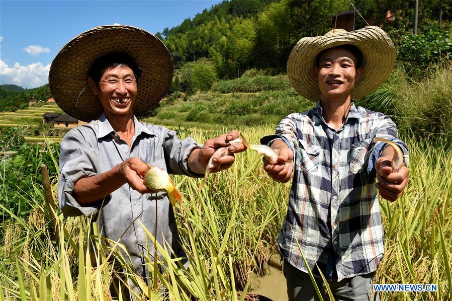 CHINA-FUJIAN-WUYI MOUNTAIN-HARVEST(CN)