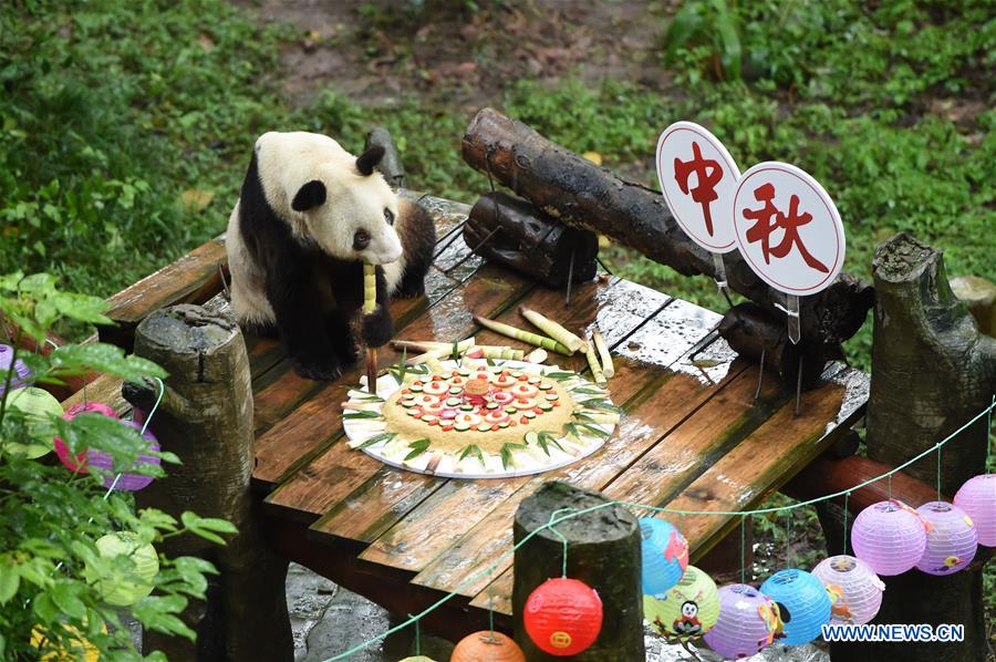 CHINA-CHONGQING-MID-AUTUMN FESTIVAL-GIANT PANDA (CN)