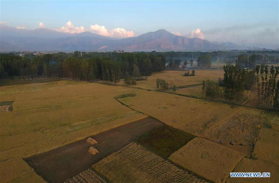 KASHMIR-SRINAGAR-PADDY HARVEST