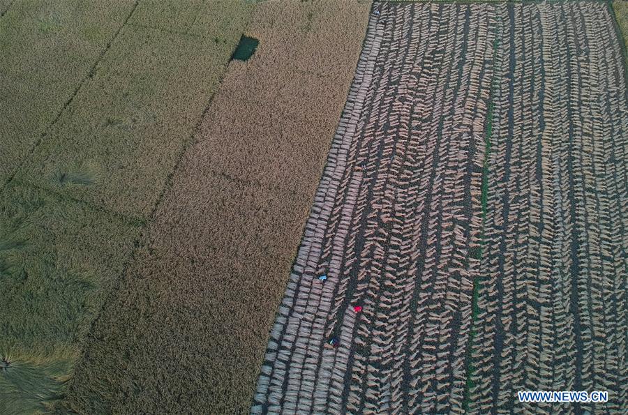 KASHMIR-SRINAGAR-PADDY HARVEST