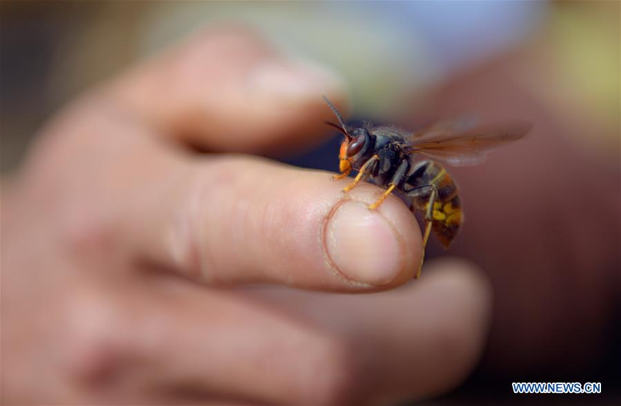 #CHINA-ENSHI-WASP KEEPER-ECONOMY (CN)