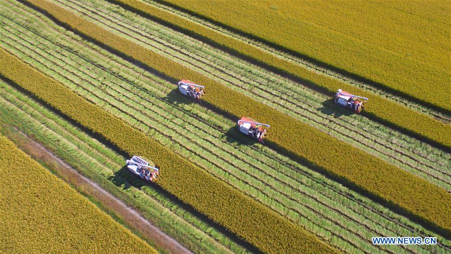 #CHINA-SHANDONG-LINYI-RICE HARVEST (CN)