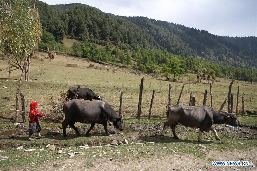 KASHMIR-SRINAGAR-DAILY LIFE