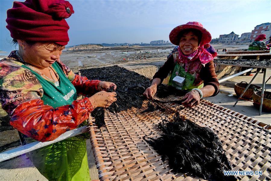 CHINA-FUJIAN-PUTIAN-LAVER HARVEST (CN)