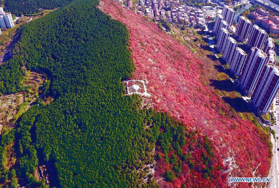 #CHINA-JINAN-AUTUMN-SCENERY (CN)