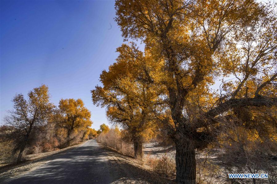 CHINA-XINJIANG-TARIM RIVER-DESERT POPLAR (CN)