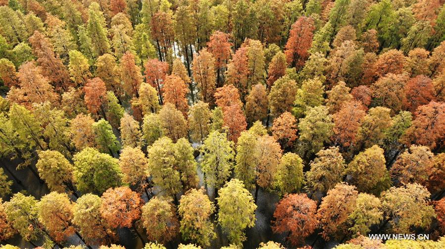 #CHINA-JIANGSU-YANGZHOU-DAWN REDWOOD-SCENERY (CN)