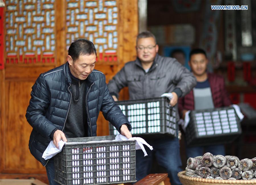 #CHINA-GUIZHOU-PERSIMMON-HARVEST (CN)